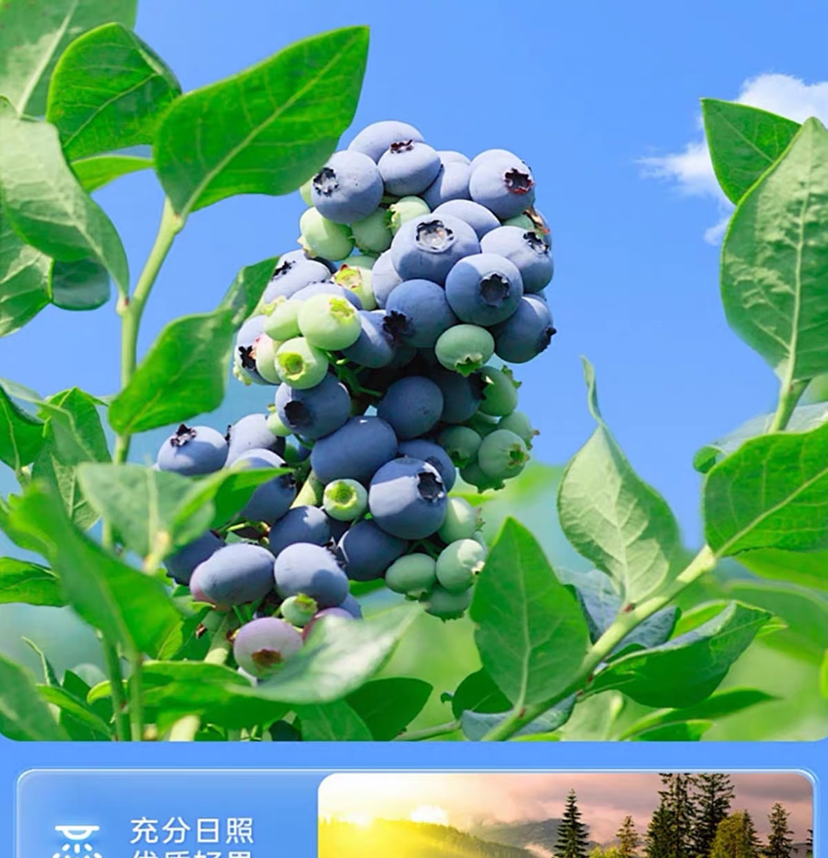 莓莓莓烦恼