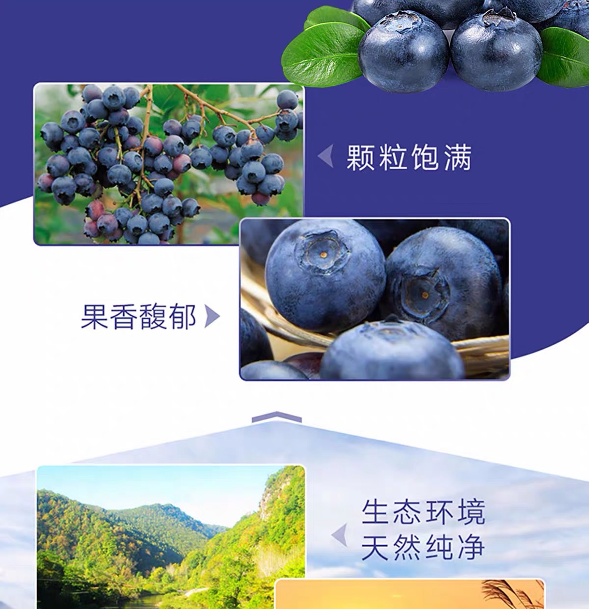 蓝莓天然有机